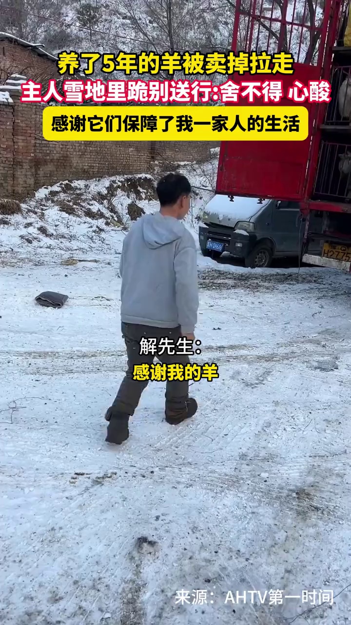 养了5年的羊被卖掉拉走，主人雪地里跪别送行：舍不得、心酸，感谢它们保障了我一家人的生活