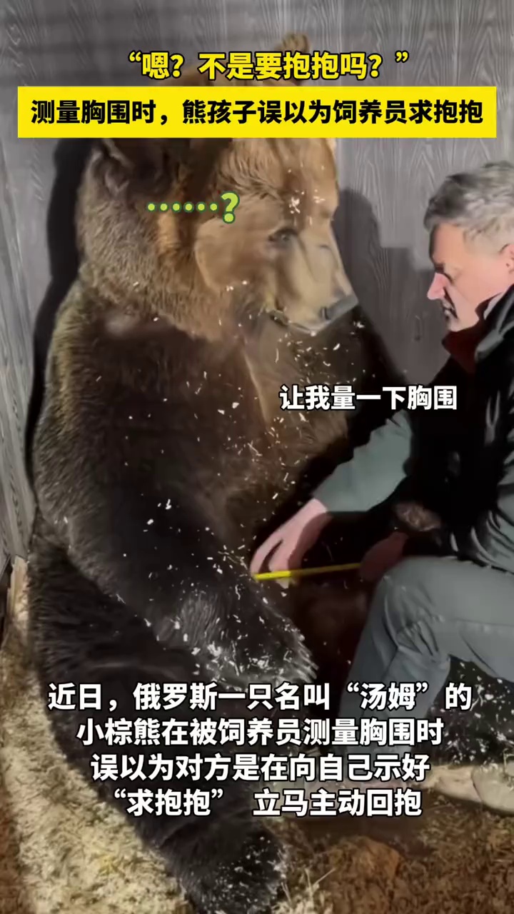 棕熊在被饲养员测量胸围和腰围时，误以为是在向自己“求抱抱”，立刻主动回抱，还贴脸“亲亲”