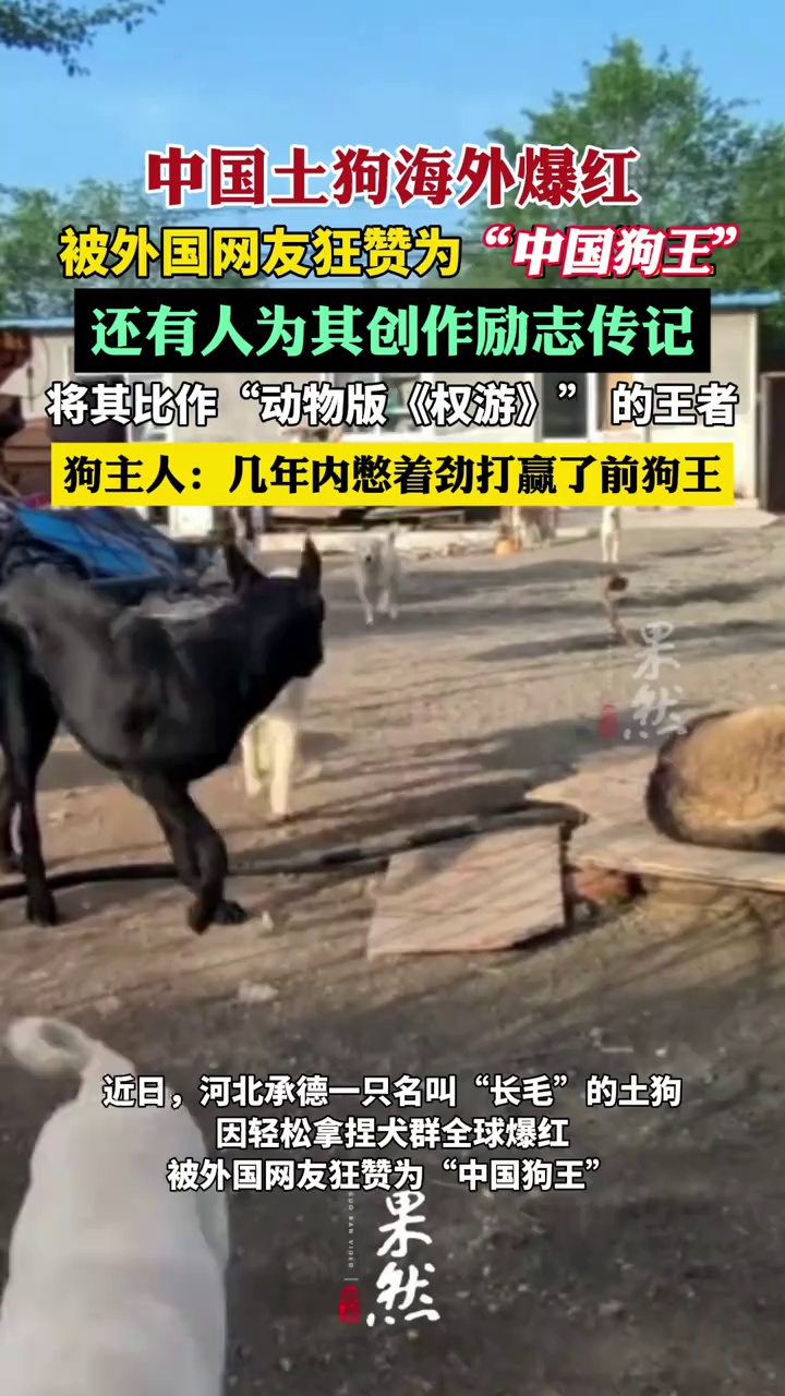 中国土狗海外爆红被封“狗王”（红星新闻）