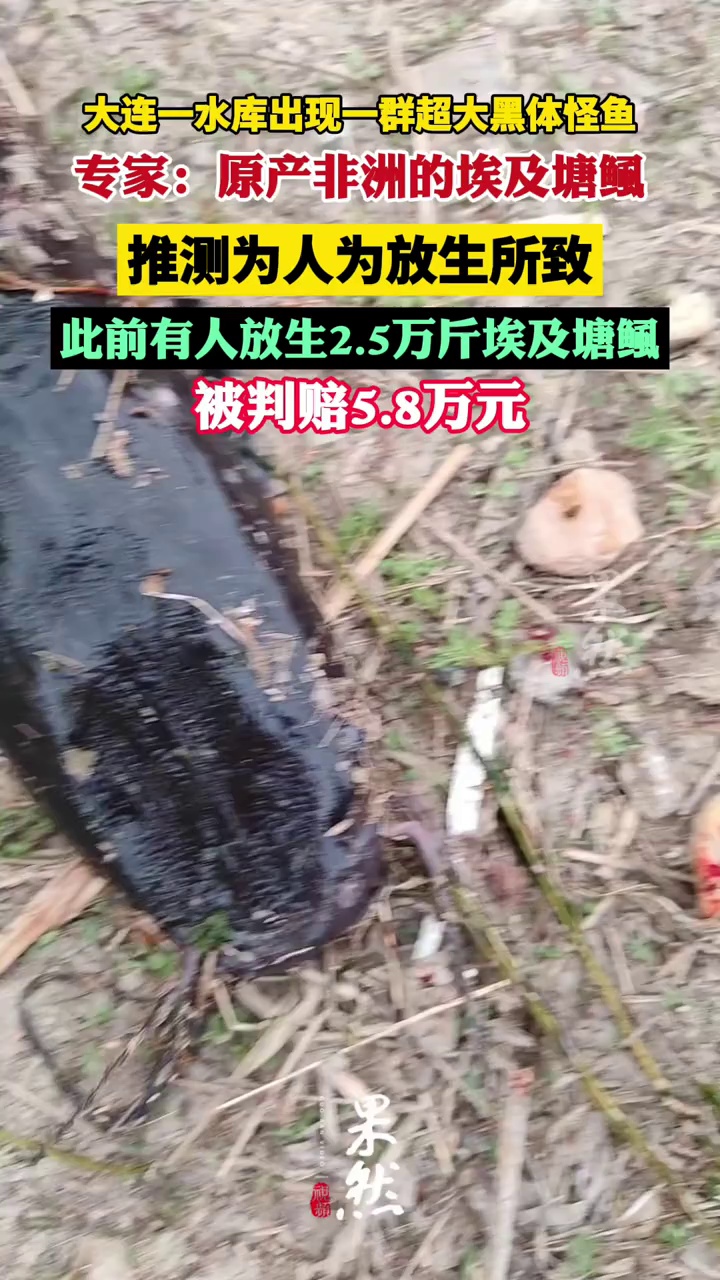大连超大黑体怪鱼推测为人为放生 （半岛晨报）