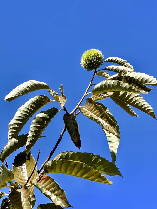 济南南部山区梯子山脚下的老栗行好多上百年的老栗子树