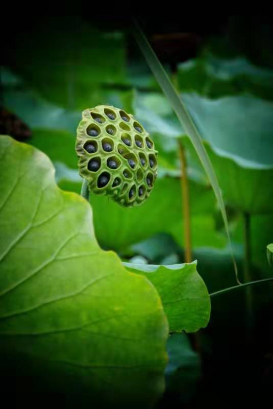 立秋以后荷塘里的莲蓬也逐渐结满果实