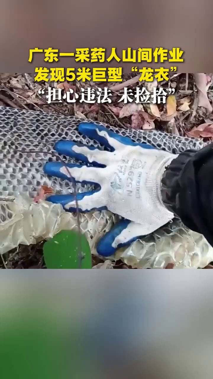 广东一采药人山间作业，发现5米巨型“龙衣”，“担心违法，未捡拾”