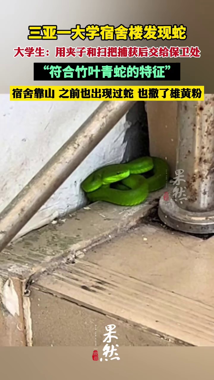 三亚一大学生回应在宿舍楼抓到青蛇：用夹子和扫把捕获，交给保卫处（九派新闻）