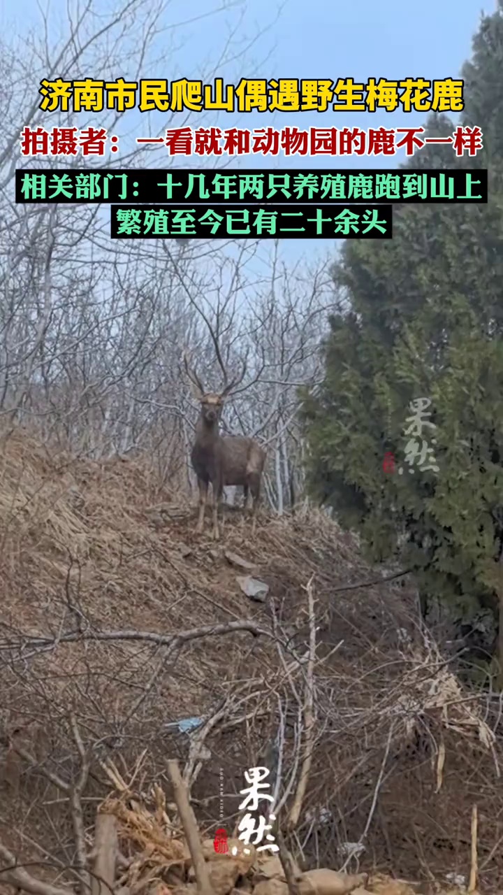 济南市民爬山偶遇野生梅花鹿