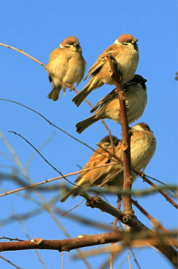 南山鳥鳴