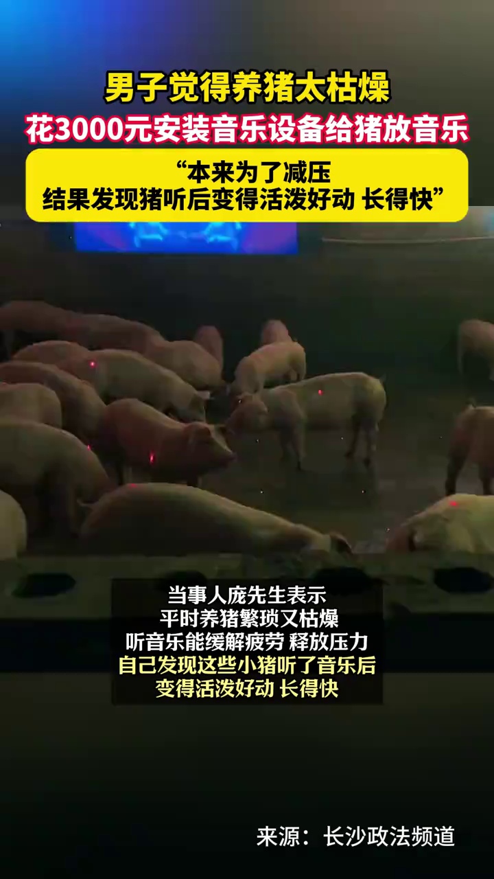 男子觉得养猪太枯燥，花3000元安装音乐设备给猪放音乐，结果发现猪听后变得活泼好动，长得快