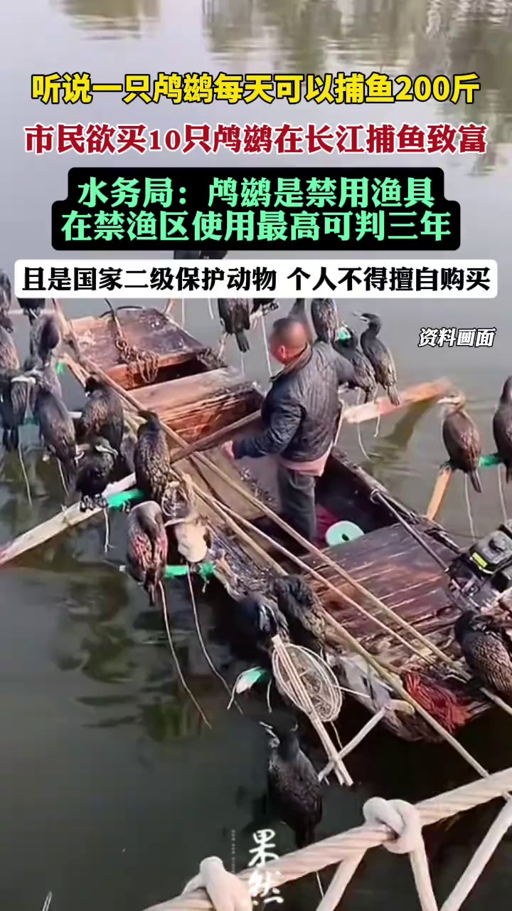 市民欲买10只鸬鹚在长江捕鱼致富，水务局：它是禁用渔具，在禁渔区使用最高可判三年（九派新闻）