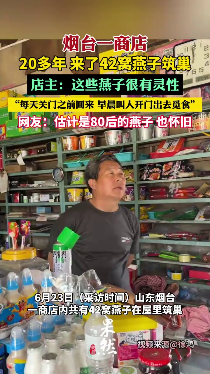 烟台一商店20多年 共来了42窝燕子筑巢（原创采访）
感谢@腊月 接受采访