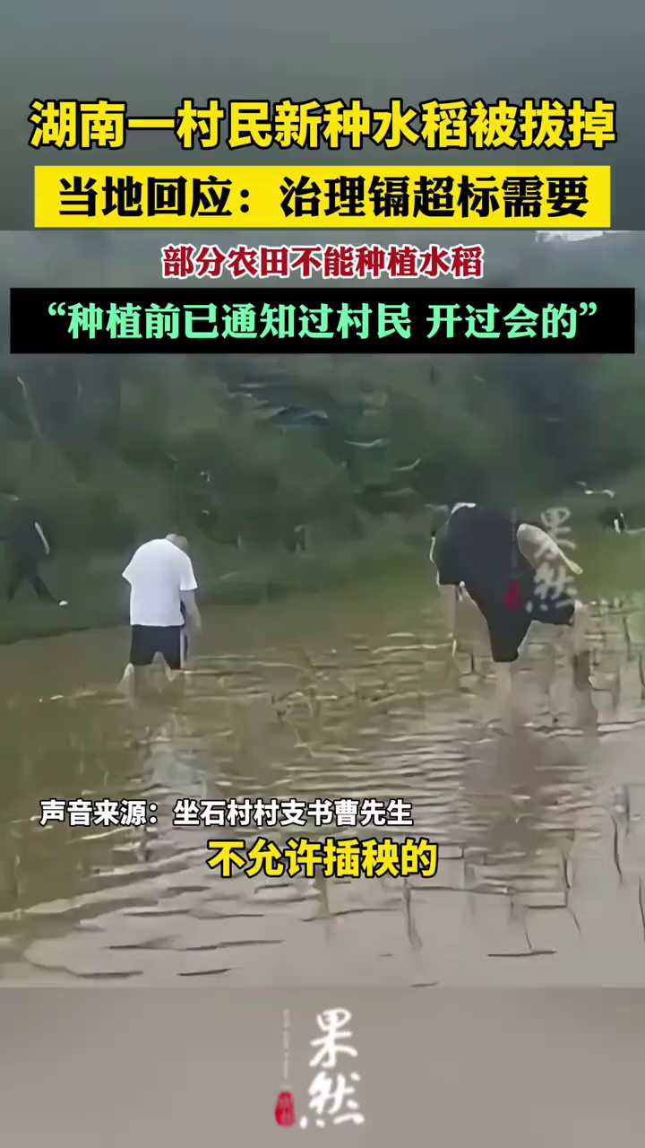 多方回应湖南一村民新种水稻被拔掉：治理镉超标需要，种植前已通知村民（新京报）