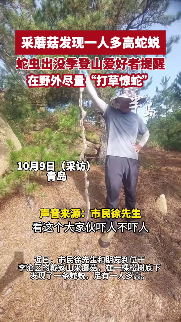 山东青岛，市民采蘑菇发现一人多高蛇蜕，蛇虫出没季登山爱好者提醒！在野外尽量“打草惊蛇”！
