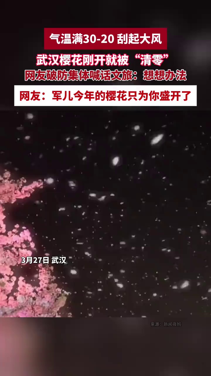 武汉降温并刮起大风，刚开好的樱花一夜之间“清零”