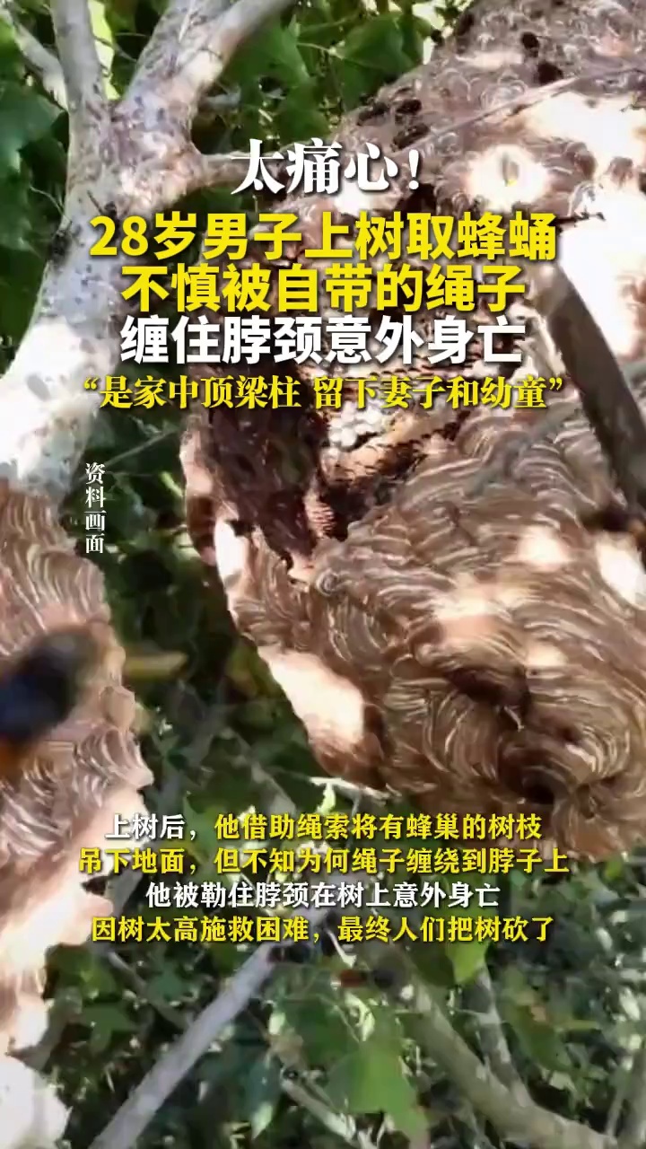 太痛心！28岁男子上树取蜂蛹，不慎被自带的绳子缠住脖颈意外身亡，是家中顶梁柱，留下妻子和幼童