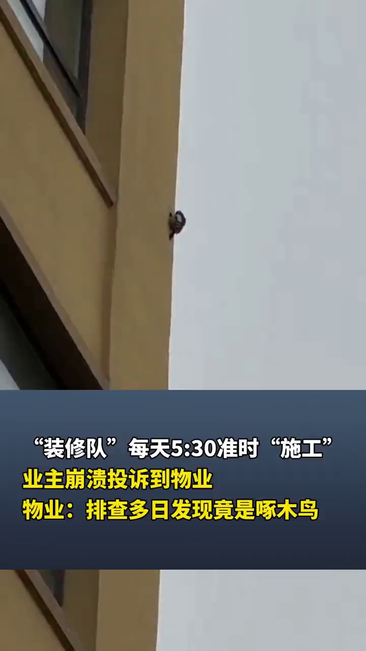 “装修队”每天5:30准时“施工”，业主崩溃投诉到物业，物业：排查多日发现竟是啄木鸟