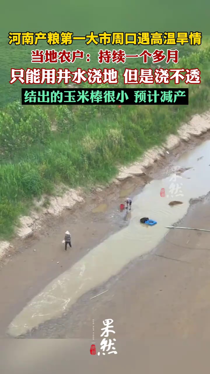 河南产粮第一大市周口遇高温旱情（极目新闻）