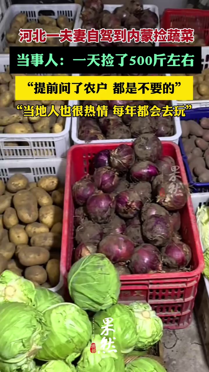 （原创）河北一对夫妻自驾至内蒙古捡拾约500斤蔬菜，包括洋葱、土豆、白菜等