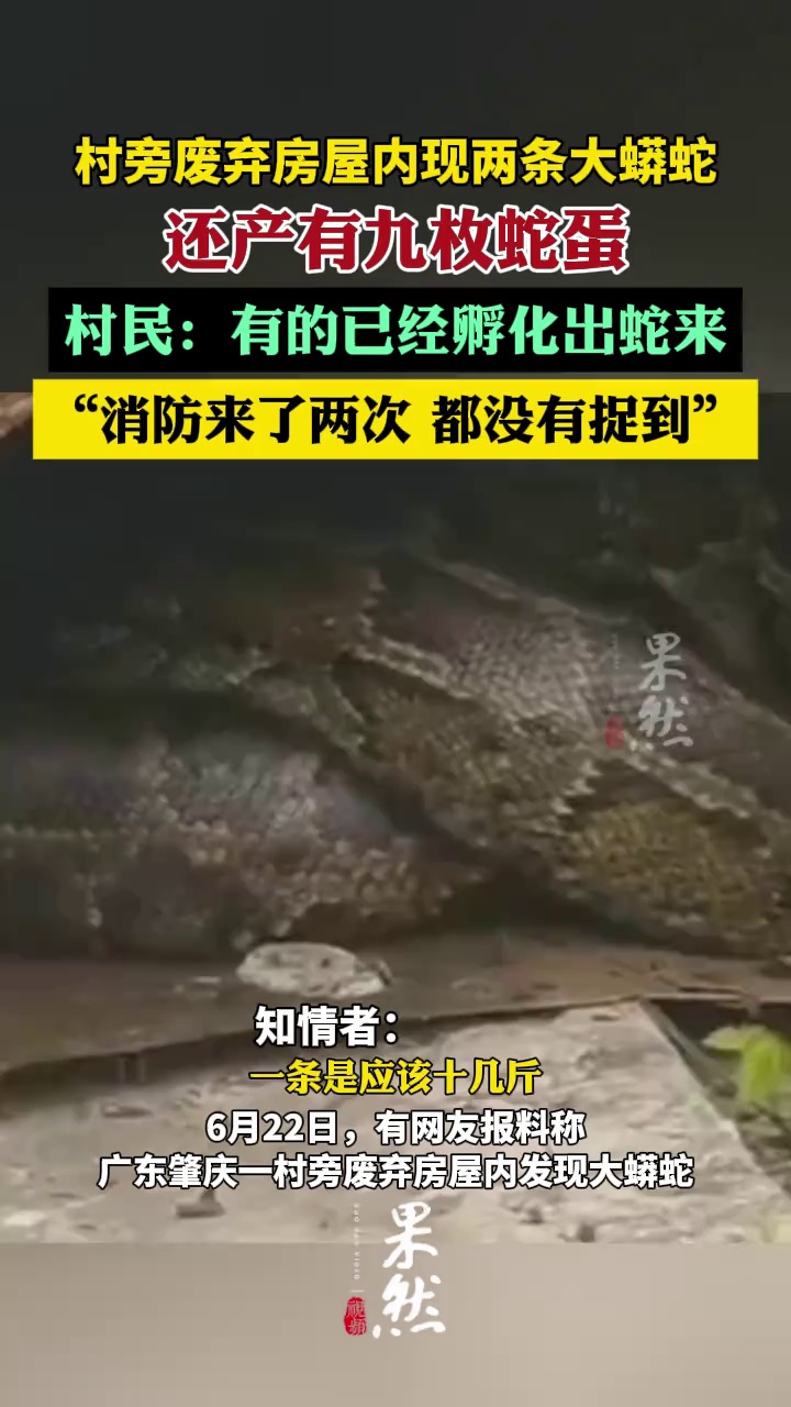 广东一村旁废弃房屋内发现两条大蟒蛇（DV现场）