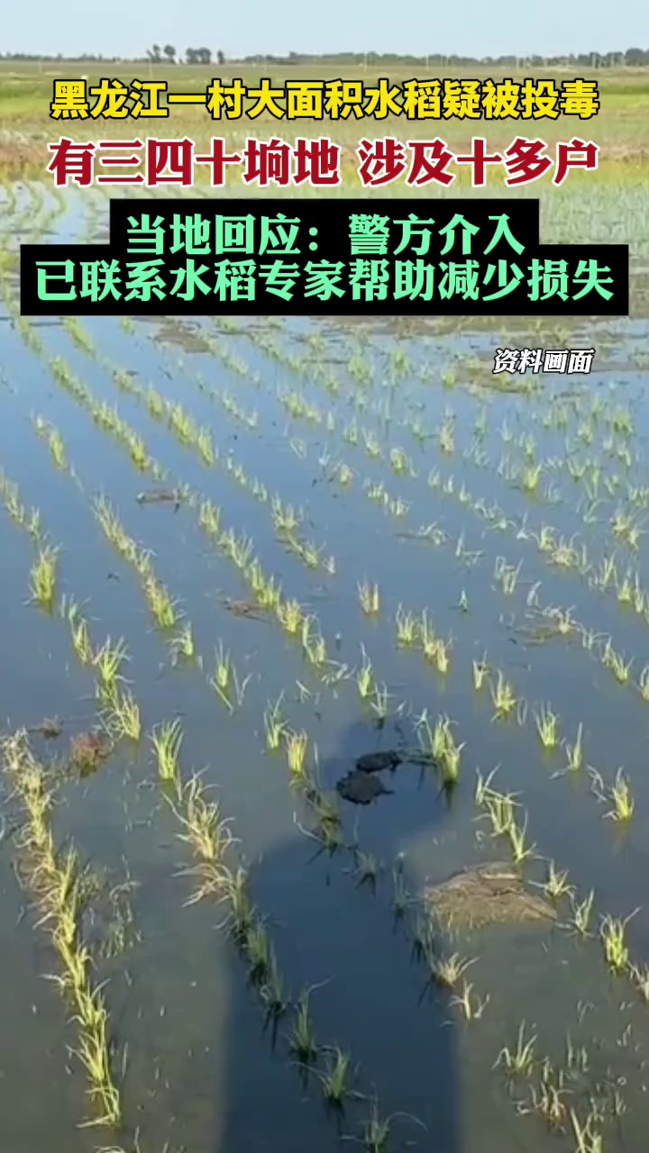 黑龙江一村大面积水稻疑被投毒，涉及三四十垧地，当地回应：警方介入，已联系专家帮助减少损失