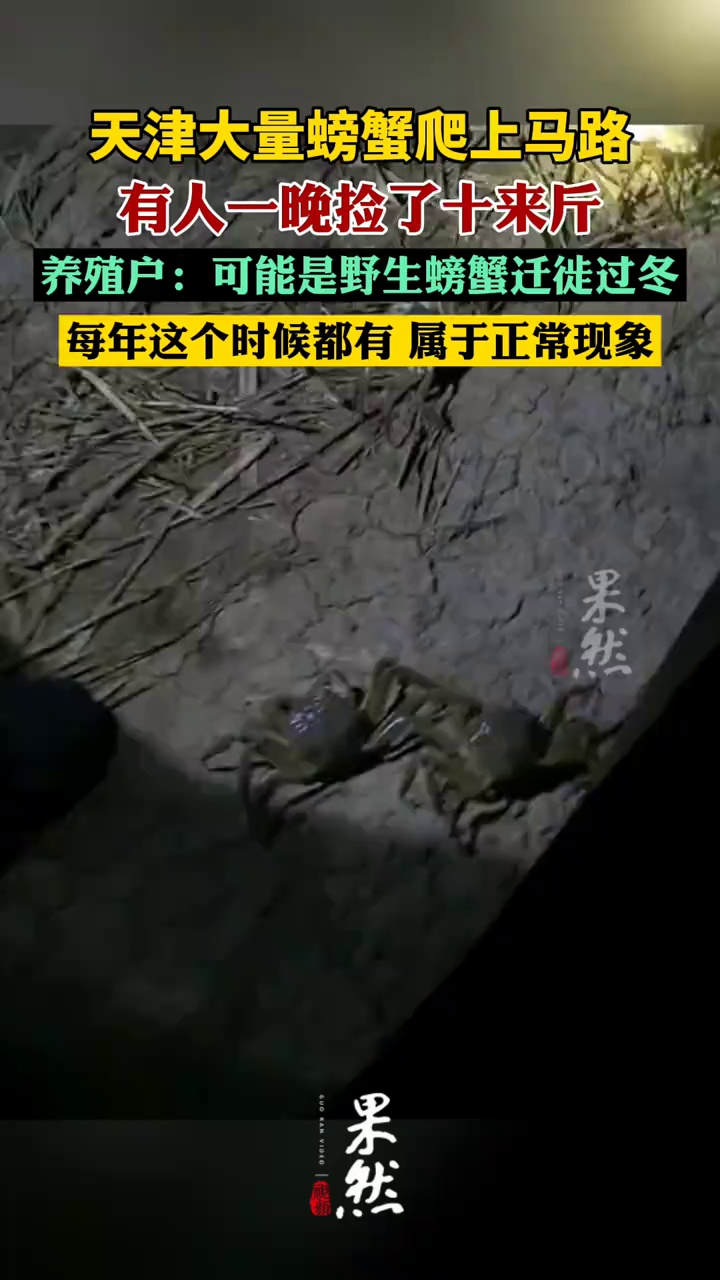 天津大量螃蟹爬上马路（极目新闻）