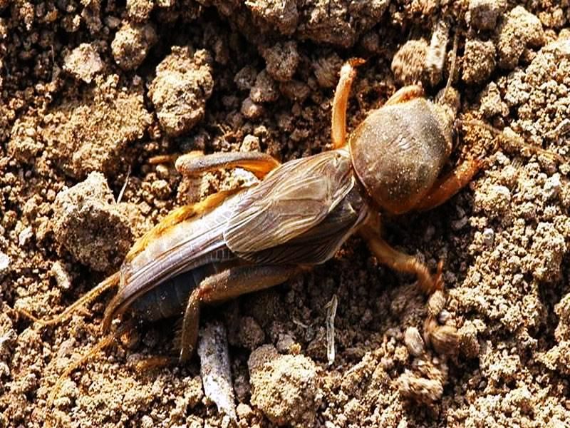 "王莽赶刘秀,处处都有救" 蝼蛄救刘秀的故事