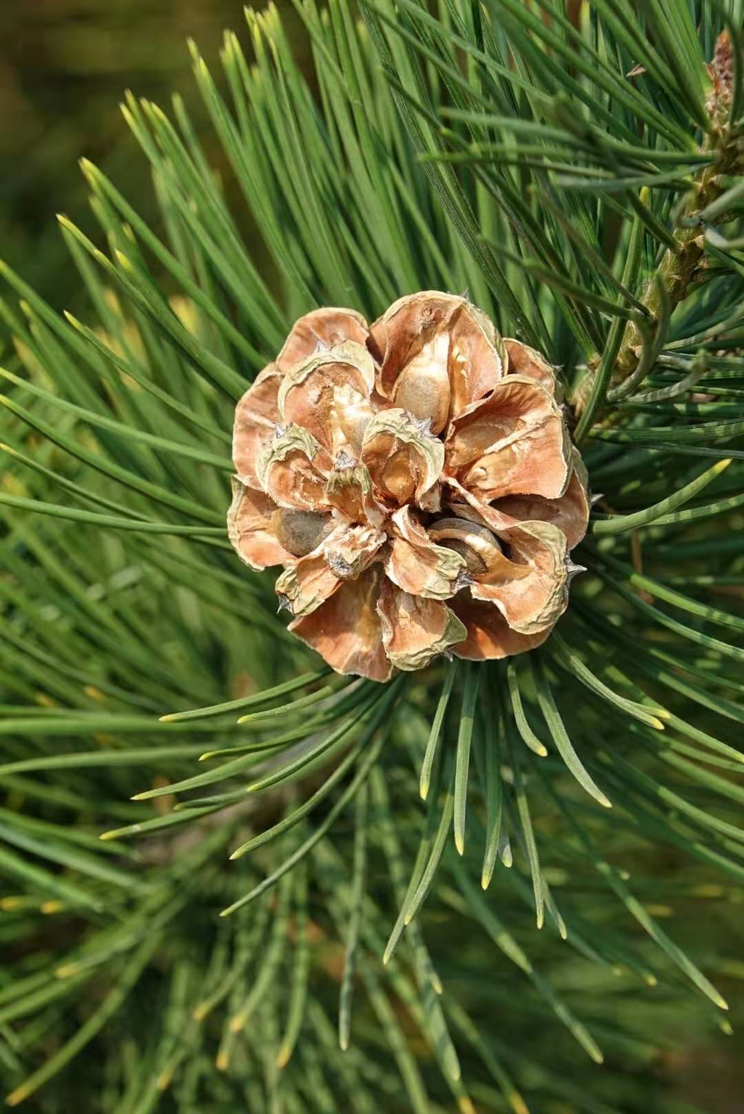 松鼠的最爱松树上的松子成熟了