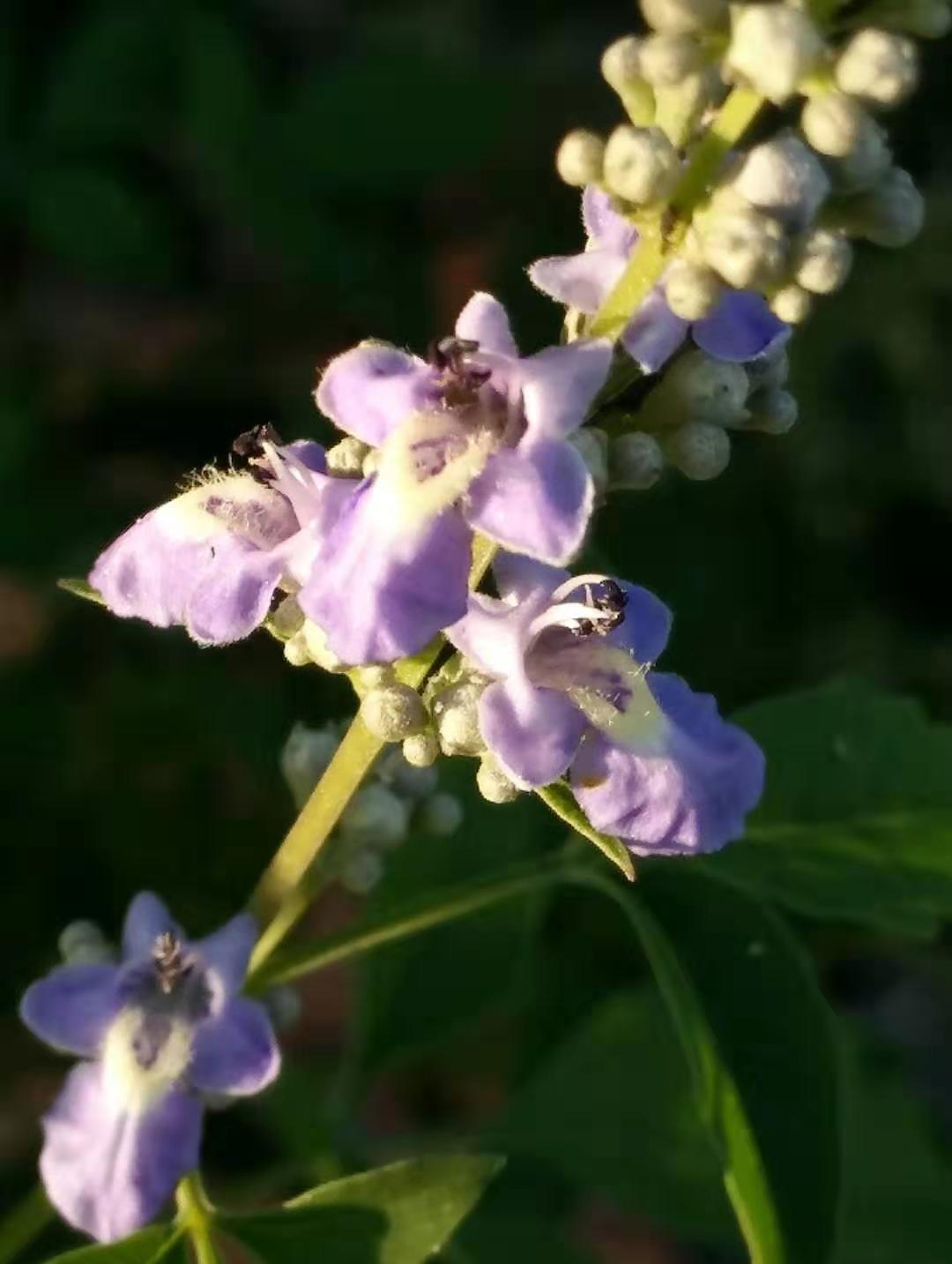 陽光在樹的縫隙中照耀著,荊條花在風中搖曳著,蜜蜂在花叢中忙著採著