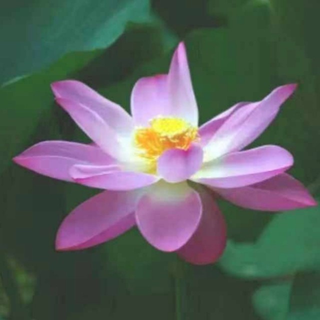潘秀荣