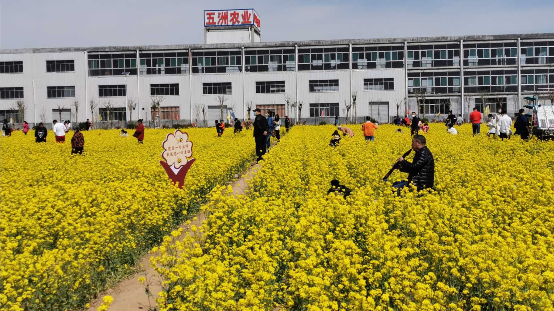快与春天来一场约会# 周末去吴家堡油菜花田游玩了,亲们看看风景不错