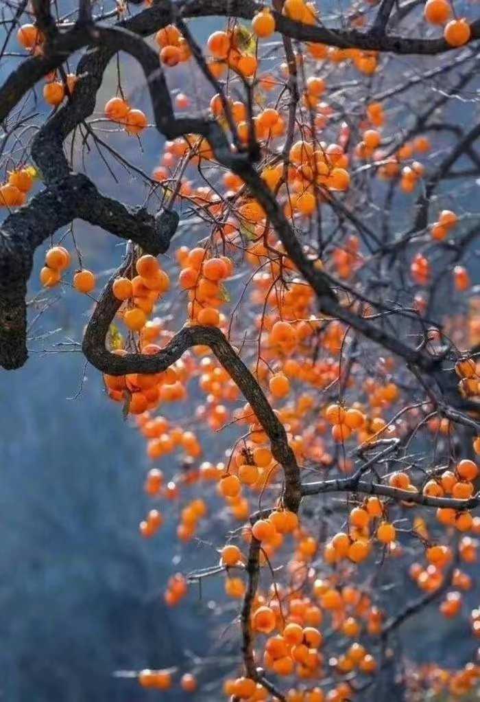 王德才诗歌原创|柿子!