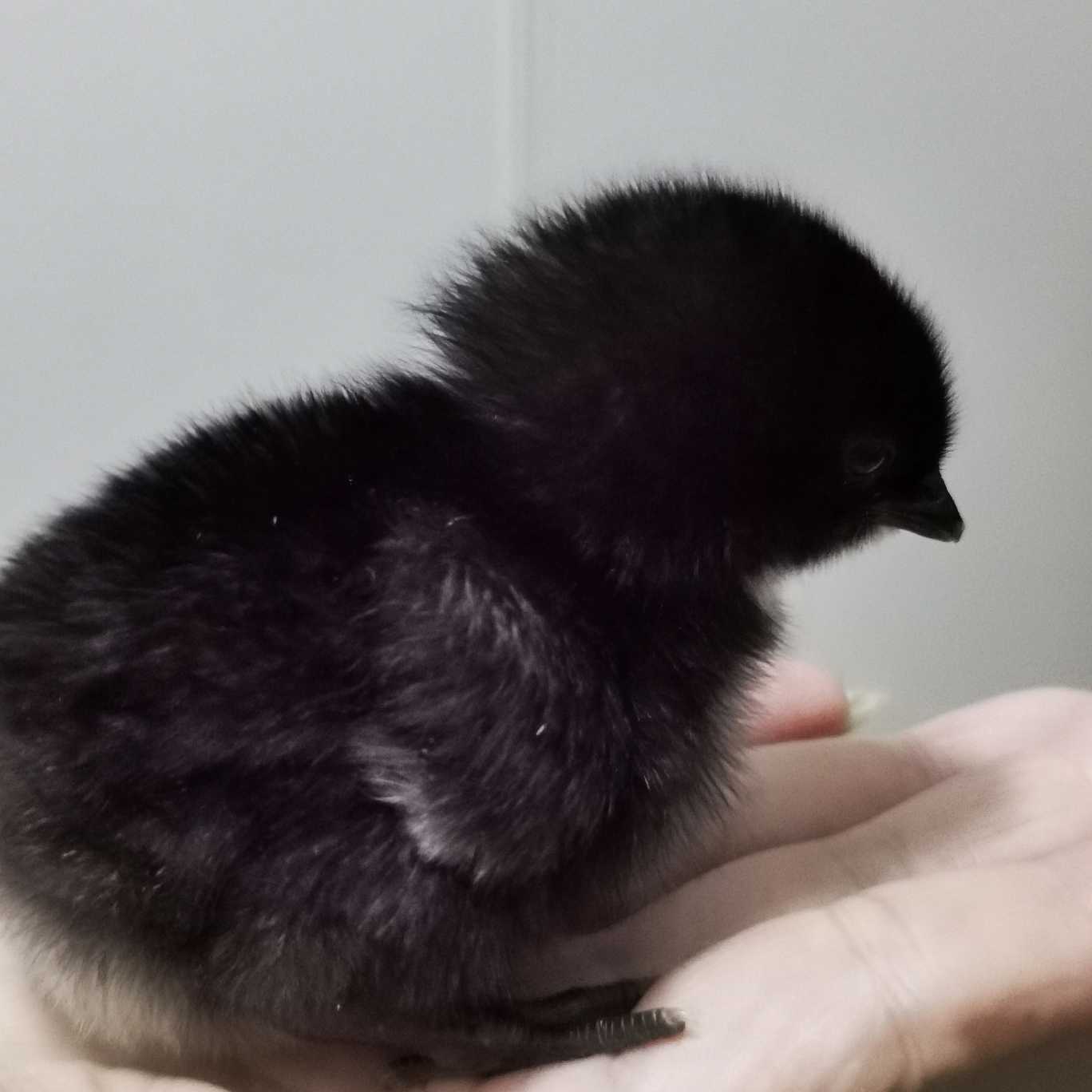 截止昨天晚上已经有八只小鸡