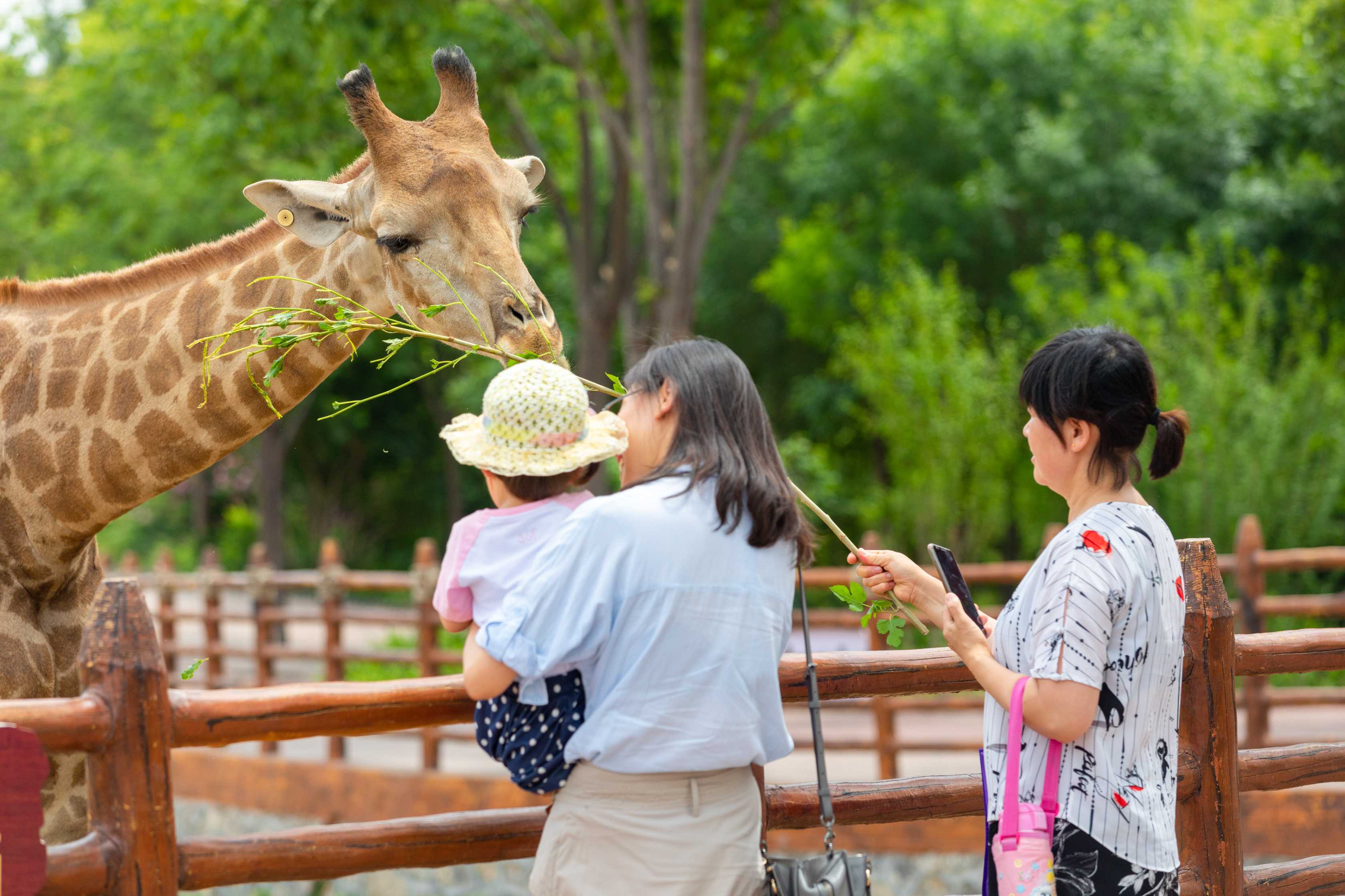 異域舞者空降動物王國!濟南野生動物世界開啟特惠模式 - 海報新聞