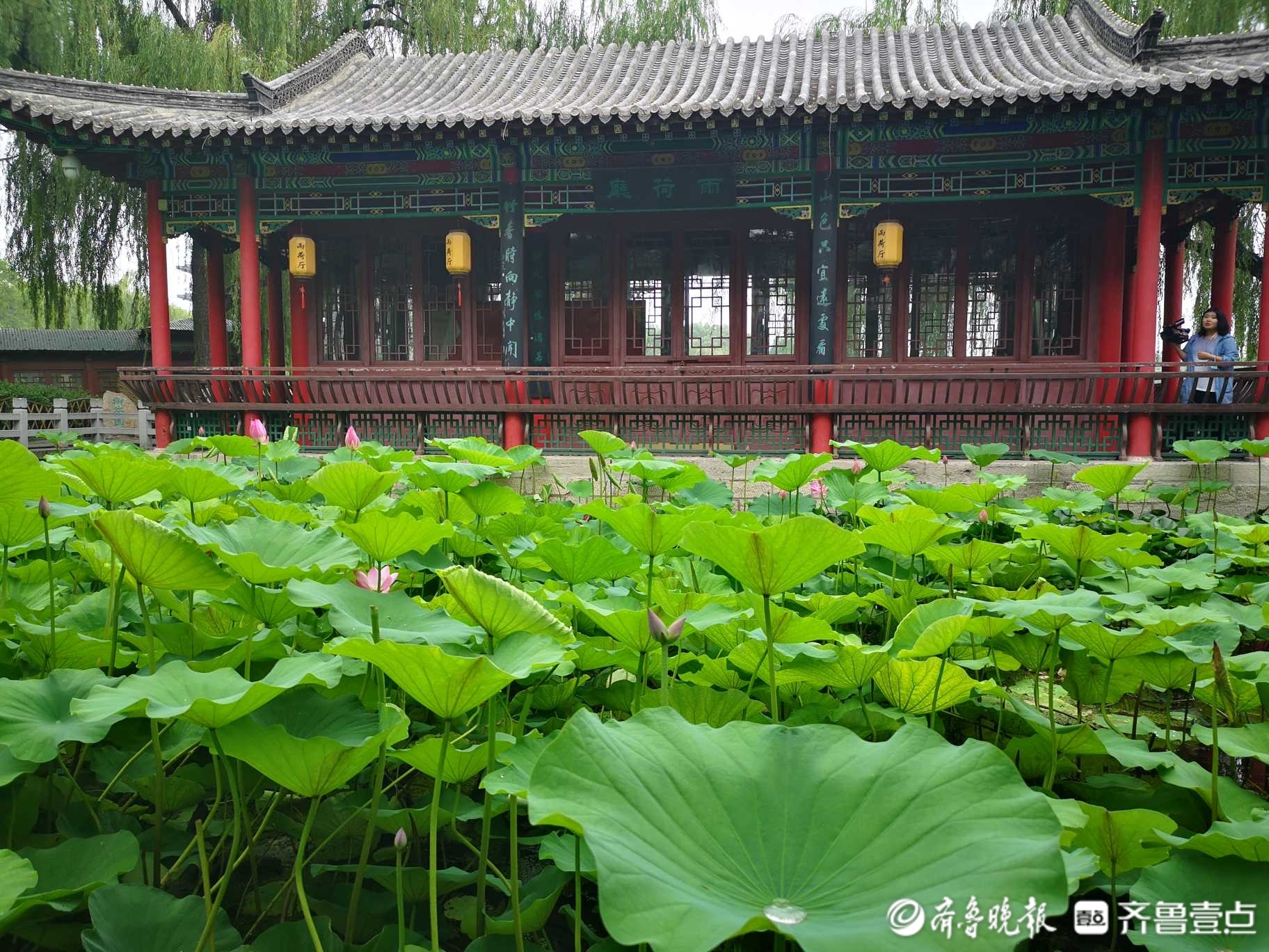 夏雨荷來了濟南大明湖發現並蒂蓮