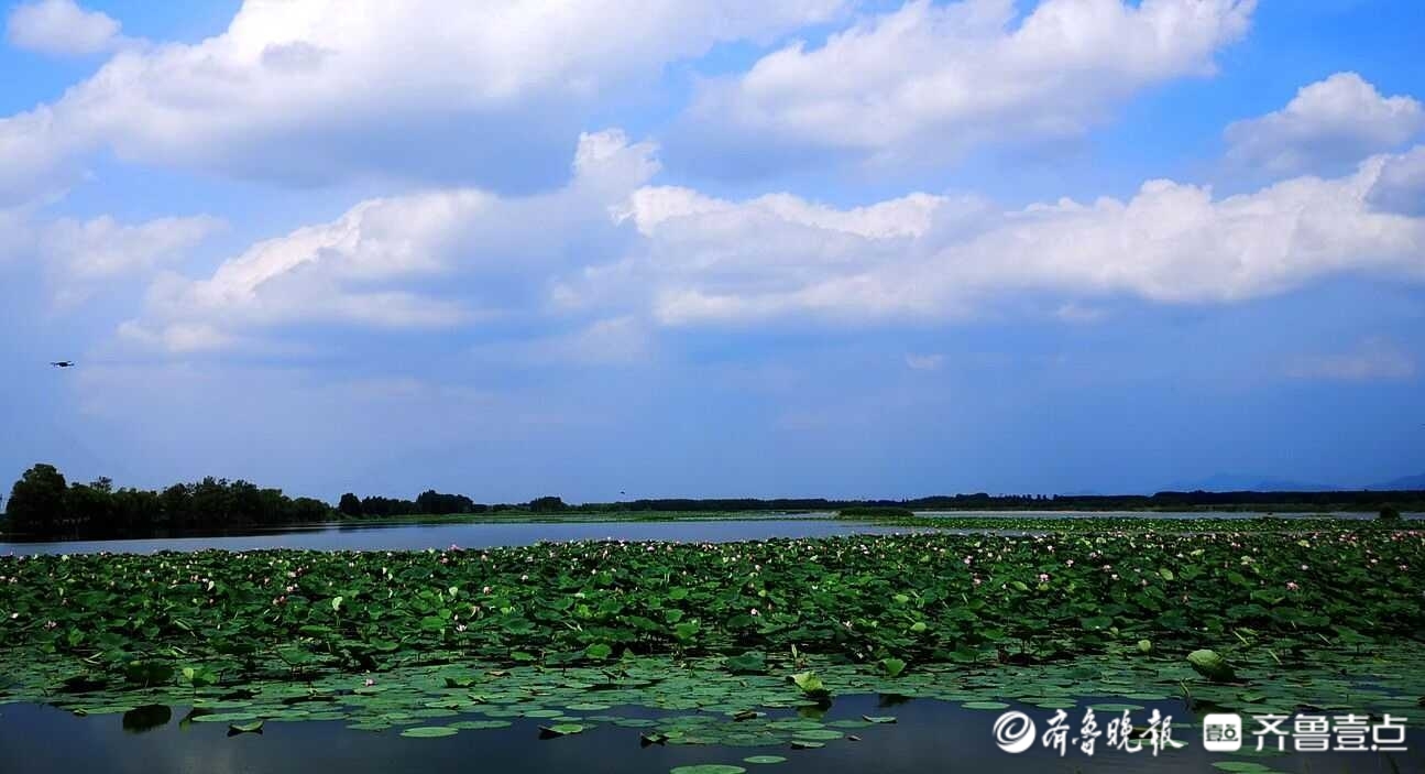 荷花美食吃過嗎章丘白雲湖畔各種荷香食品迷人