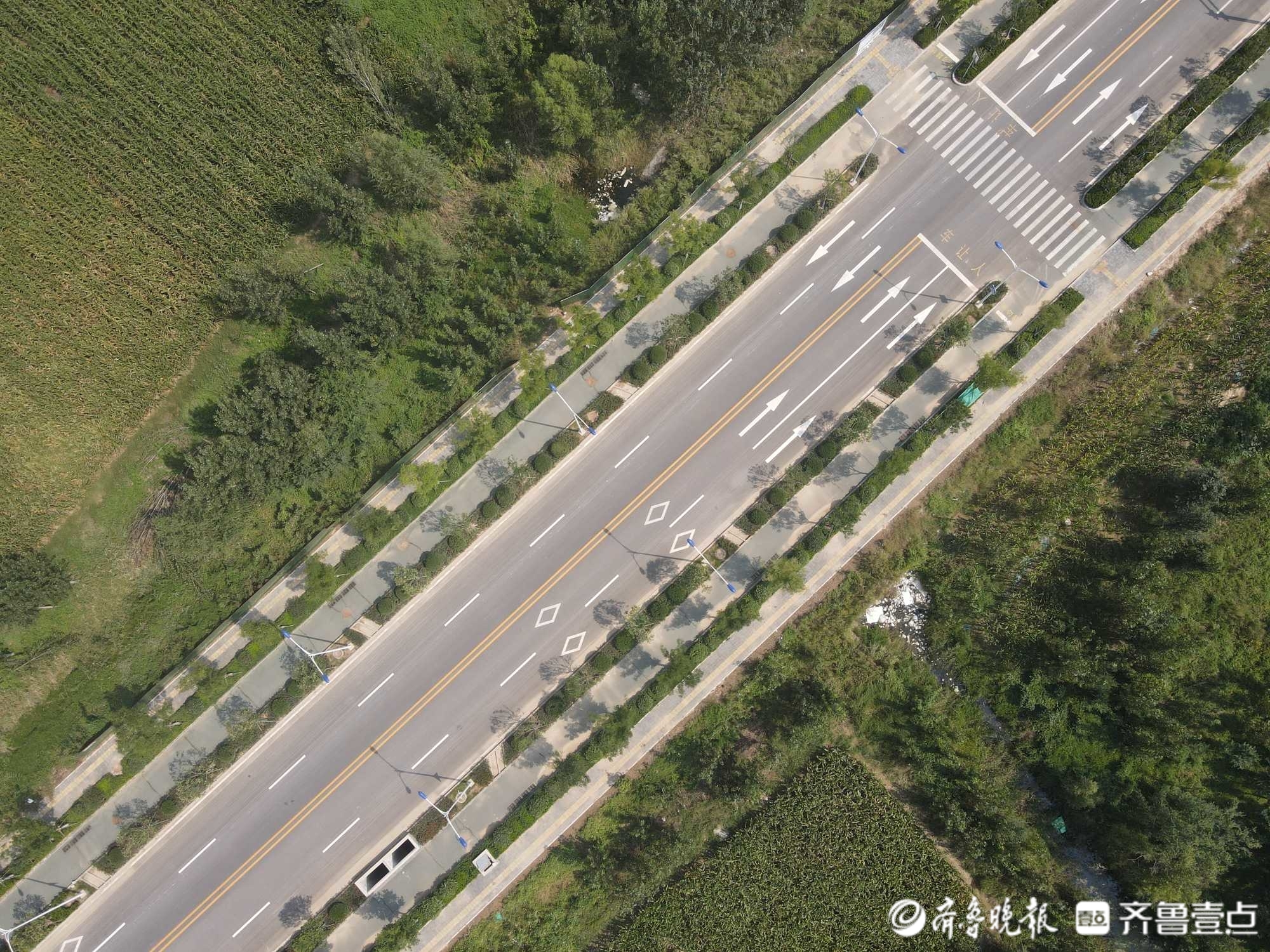 绿荫横贯原野，看济南起步区横一路绿化成果