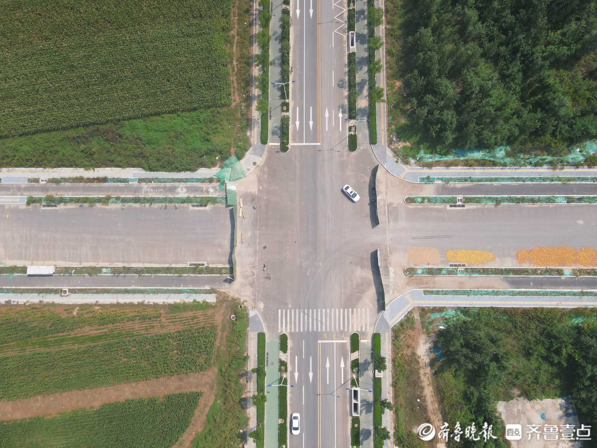 绿荫横贯原野，看济南起步区横一路绿化成果
