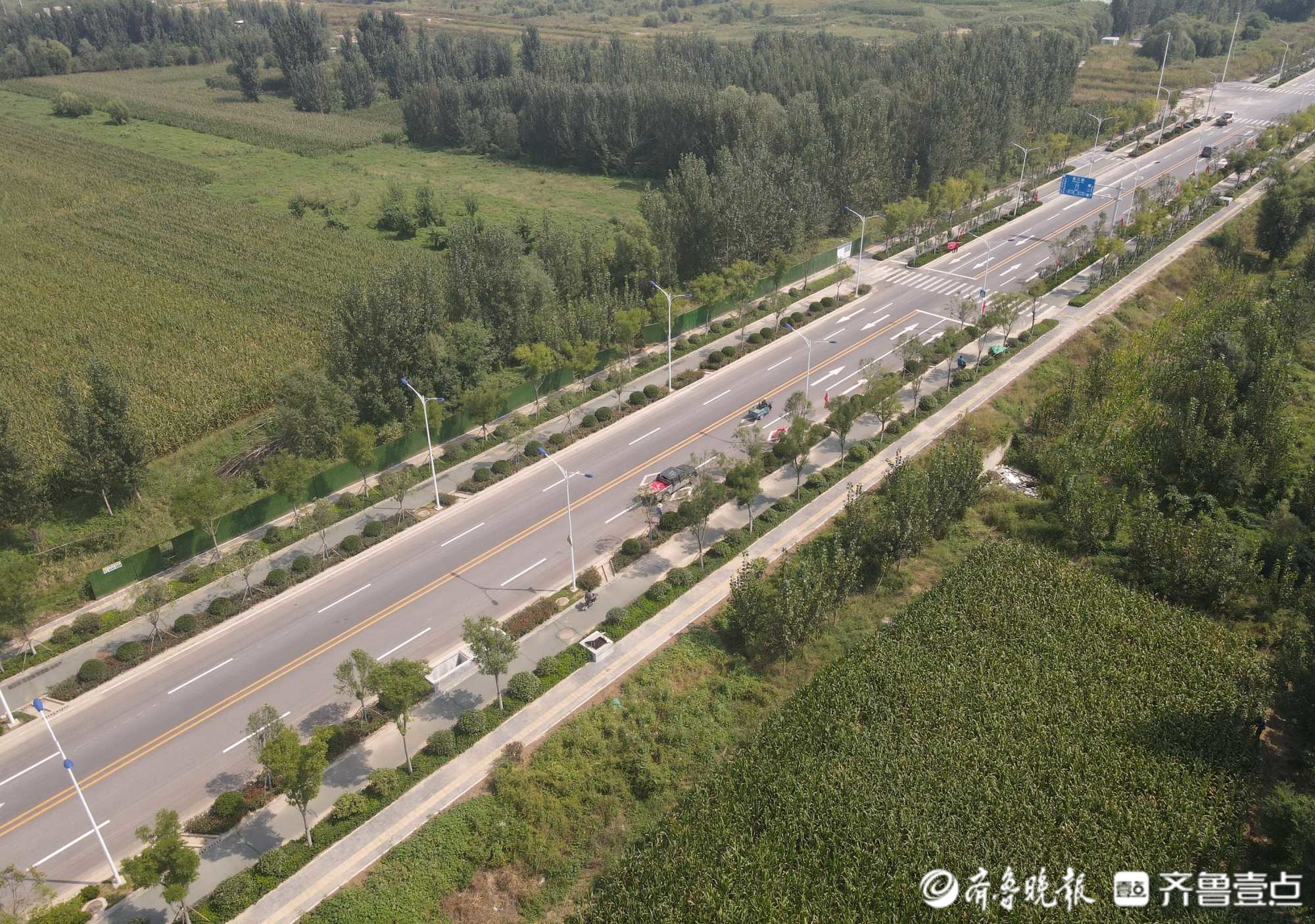 绿荫横贯原野，看济南起步区横一路绿化成果