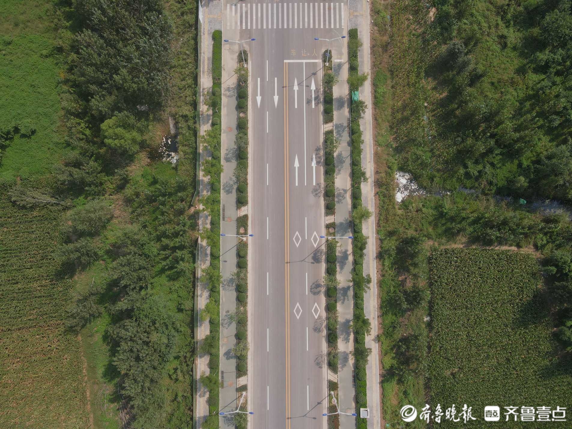 绿荫横贯原野，看济南起步区横一路绿化成果