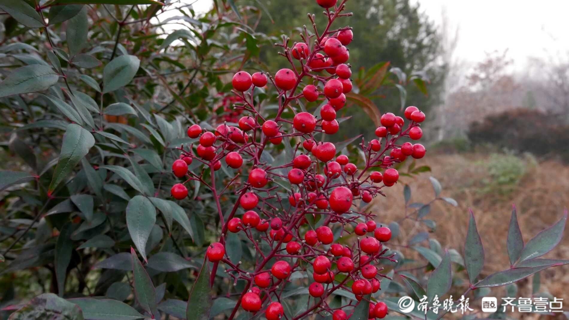 初冬濟南泉城公園最靚的紅豆紅彤彤活力十足