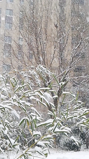 #瑞雪兆丰年，你那里下雪了吗？# 
飞雪迎春到，小雪变大雪，