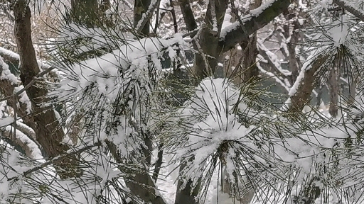 #瑞雪兆丰年，你那里下雪了吗？# 下雪后，城市的运营和景观 