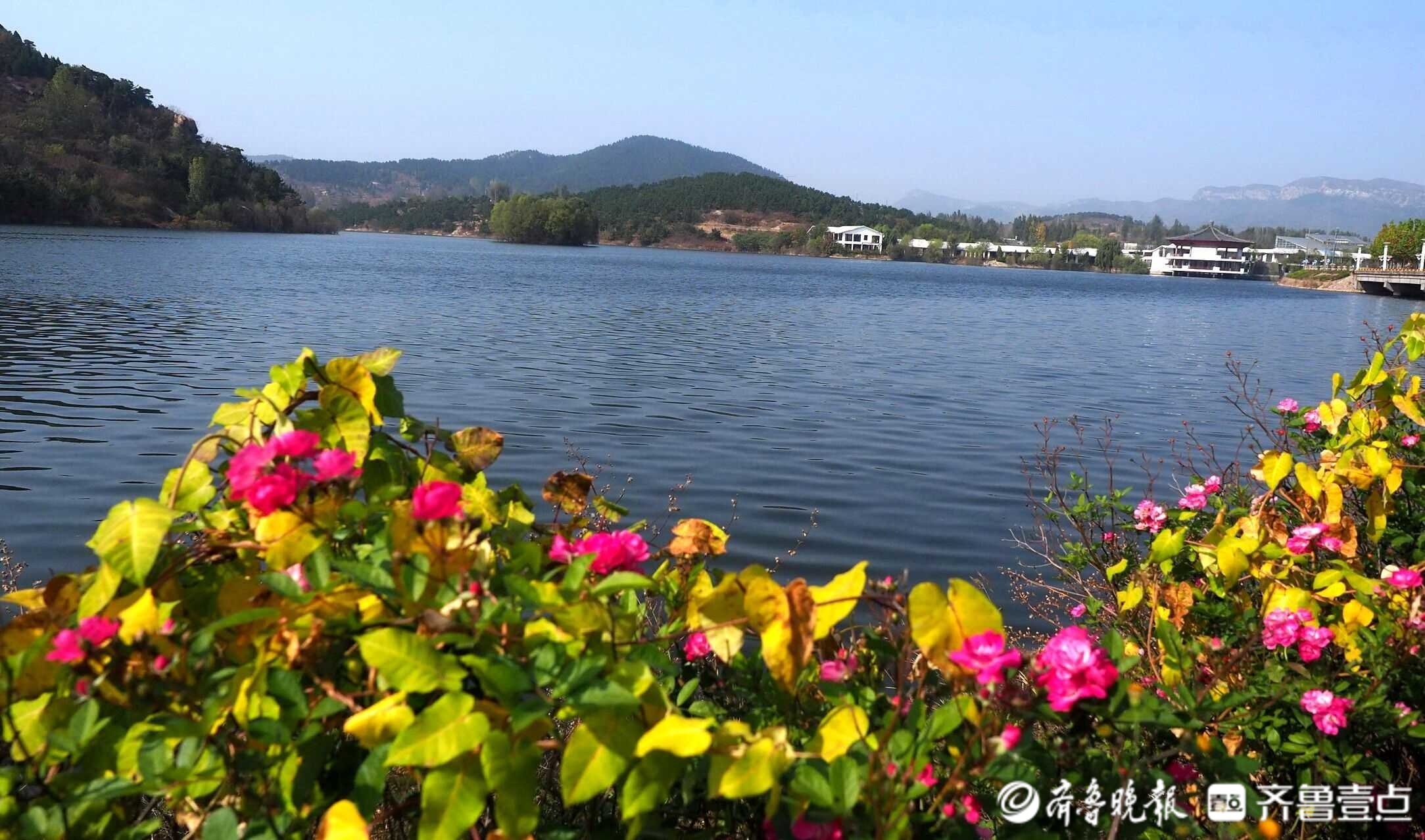 霜降过后,济南莱芜区雪野湖风景区,路边的大片植物变成金