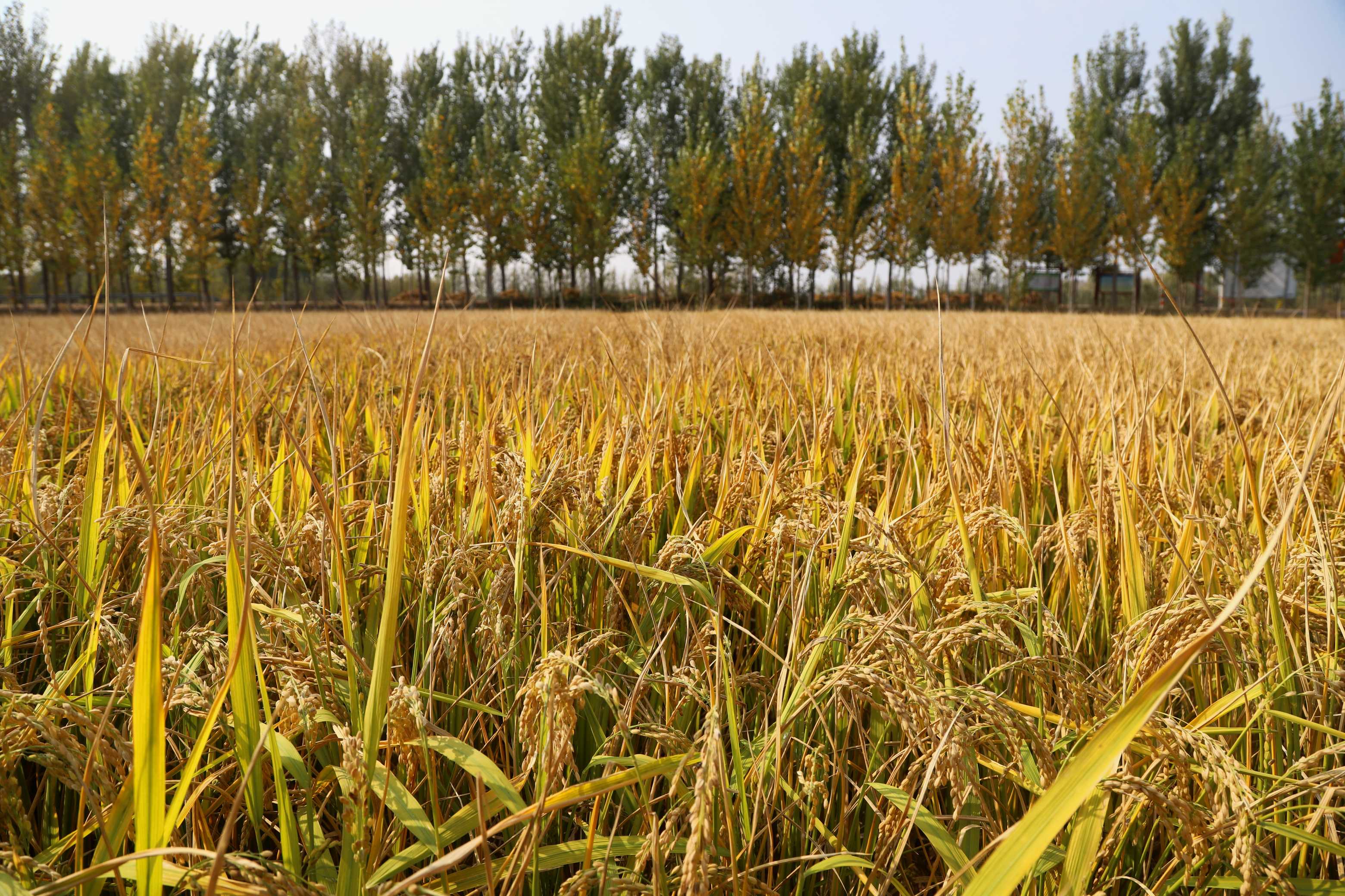 齐鲁晚报·齐鲁壹点