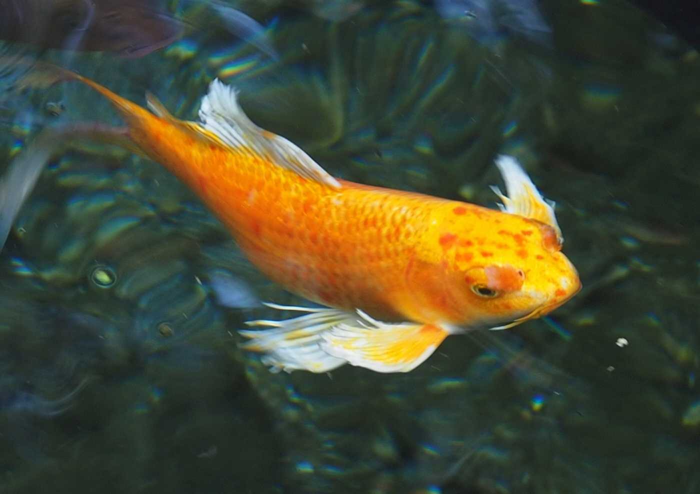 淡金色鲤鱼图片