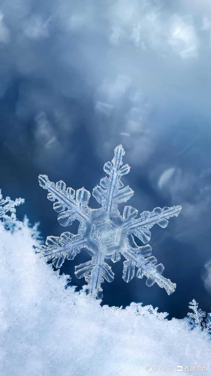 春天的雪花-齐鲁晚报·齐鲁壹点