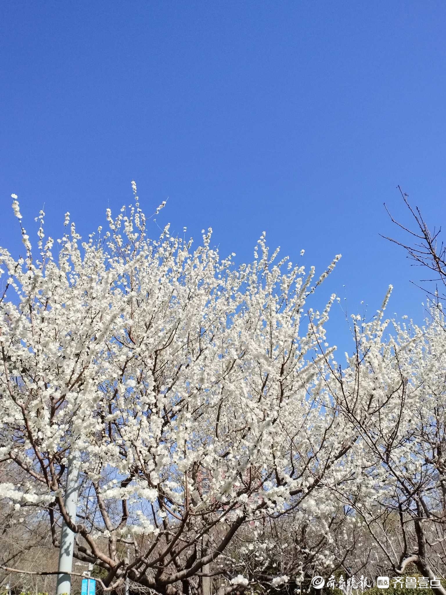 白花山碧桃图片图片