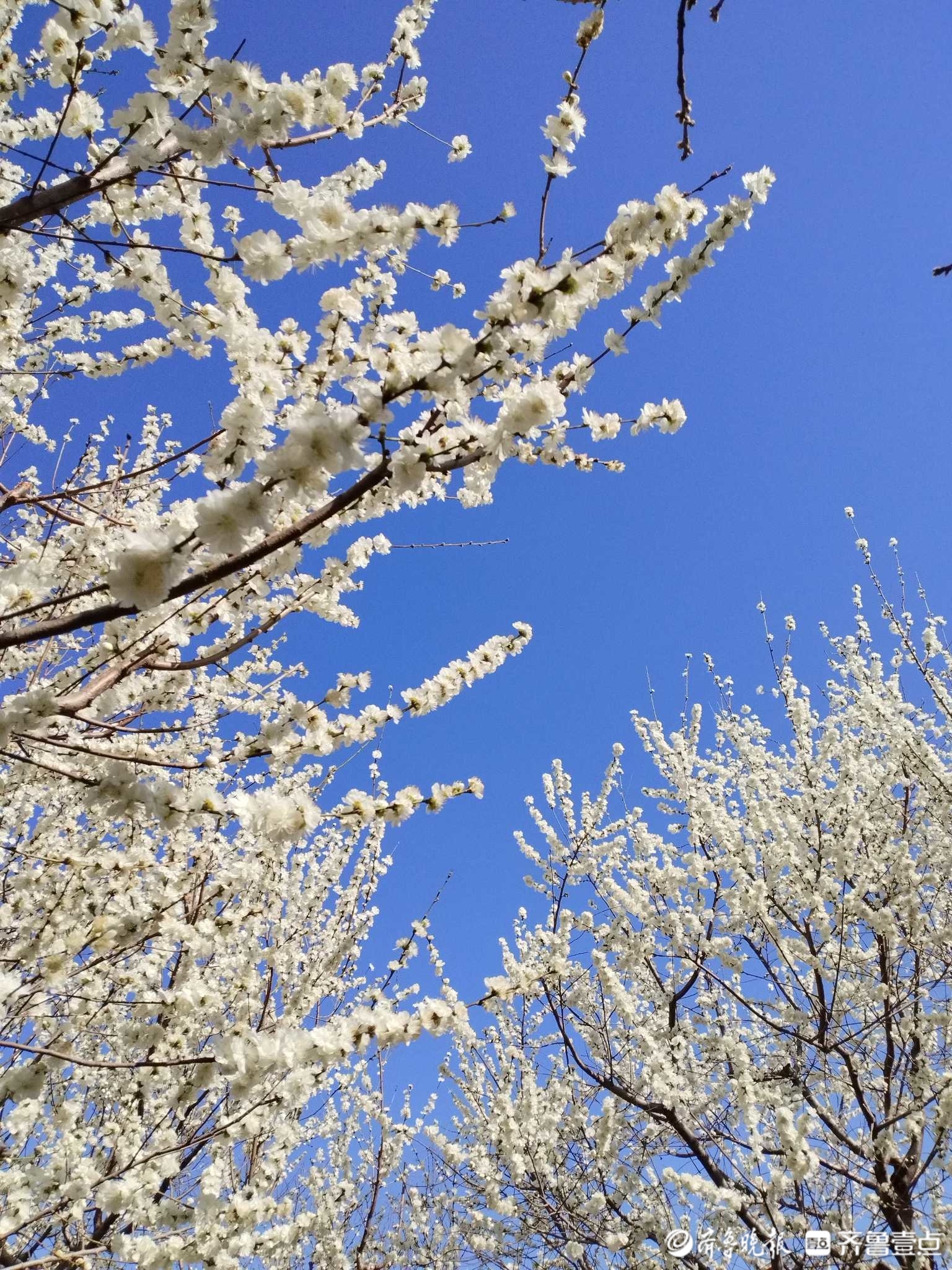 白花山碧桃图片图片