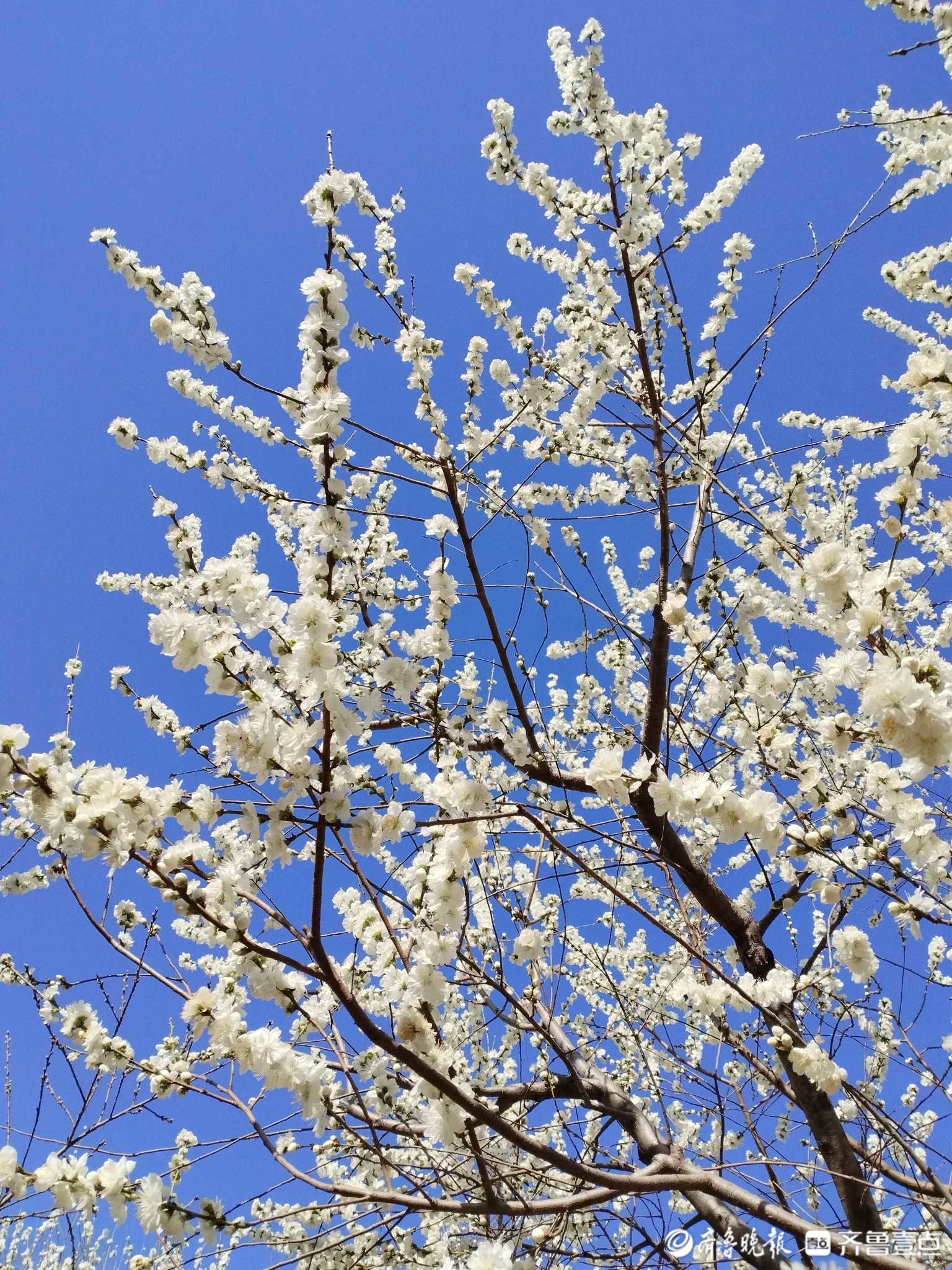 白花山碧桃-齐鲁晚报·齐鲁壹点