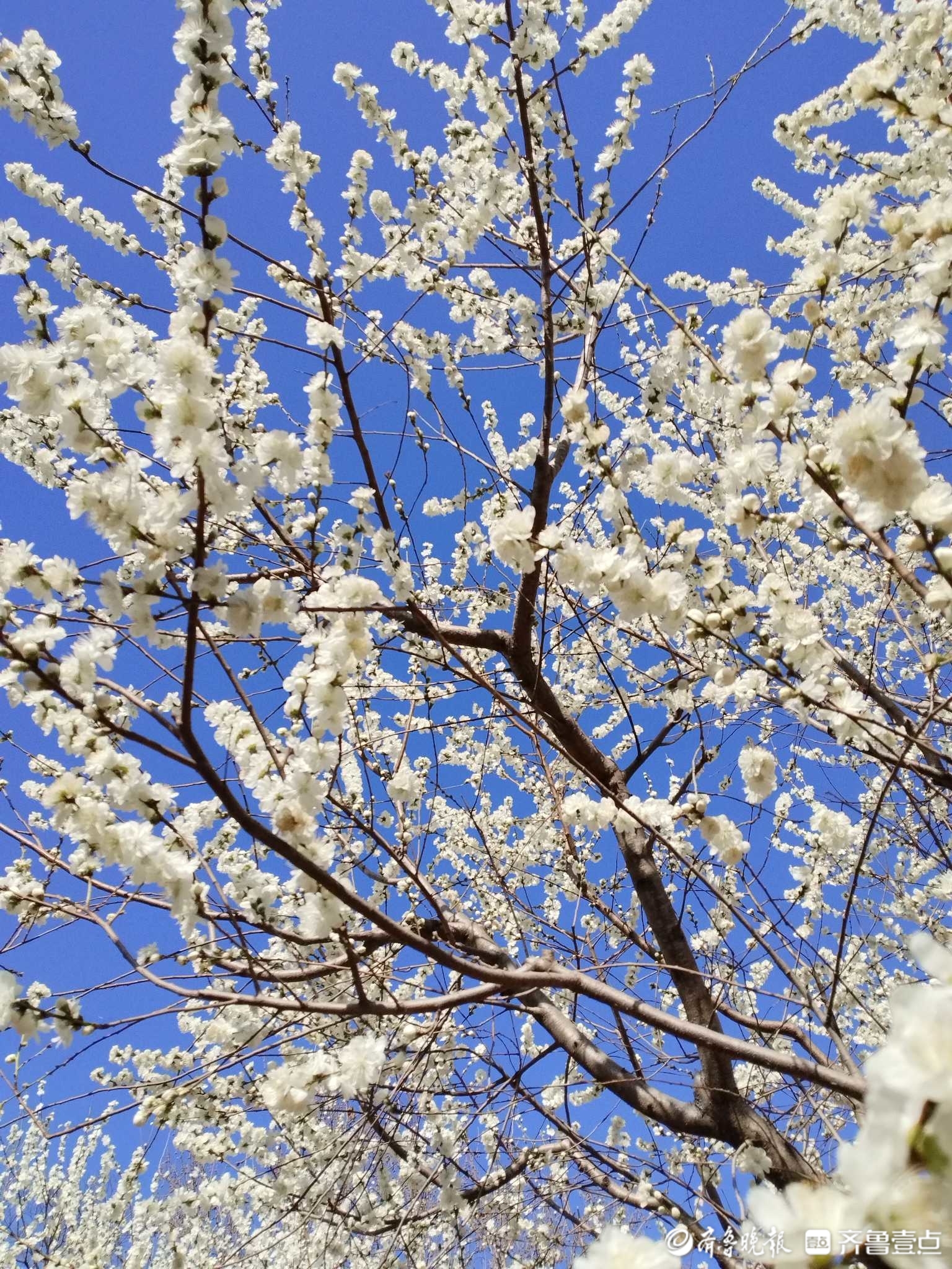 白花山碧桃图片图片