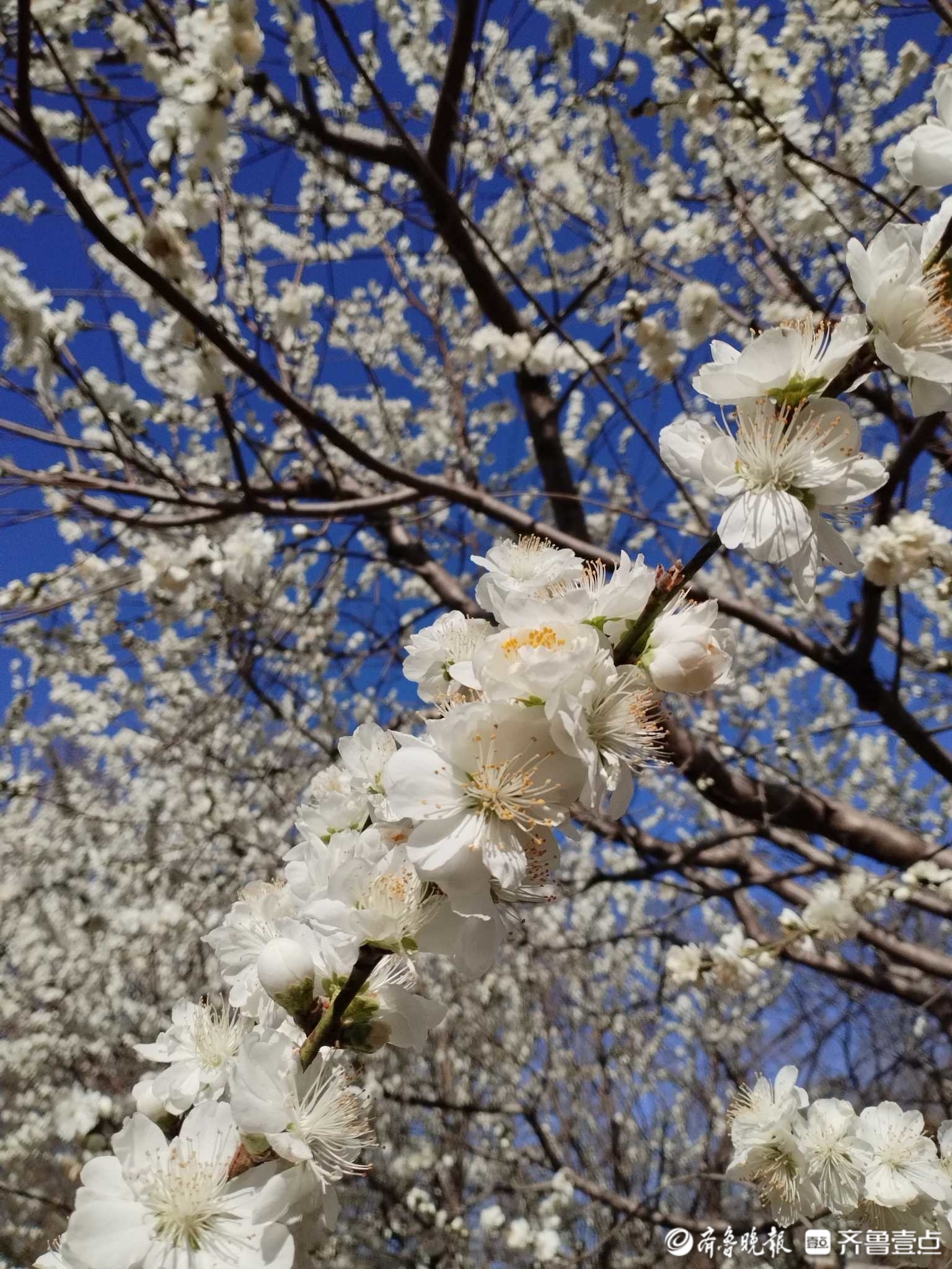 白花山碧桃