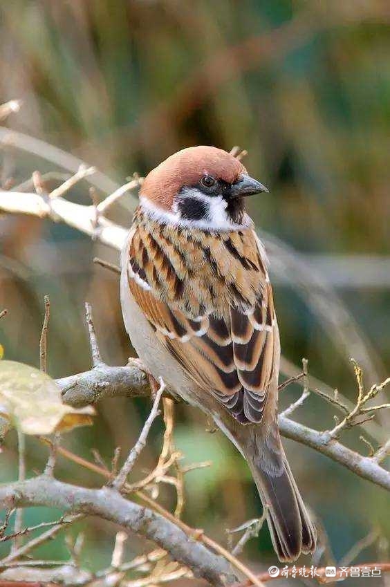 麻雀一一故乡的声音侯保军" 小小虫,尾巴长,娶了媳妇忘了娘,把他娘背